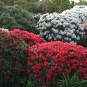 Rhododendronbed