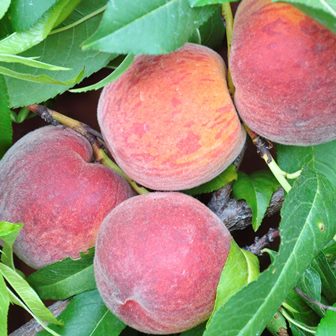 Fersken - Prunus persica