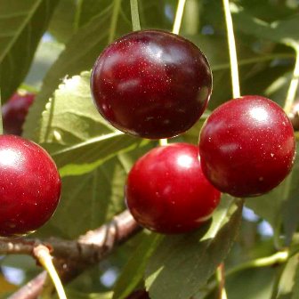 Sur kirsebær - Prunus cerasus +P.cerasus x P.avium