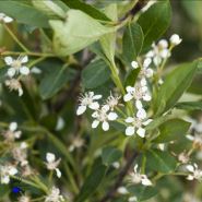 ARONIA MELANOCARPA HUGIN