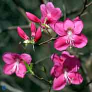 RHODODENDRON ALBRECHTII