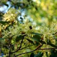 RHODODENDRON AMBIGUUM