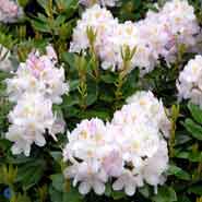 RHODODENDRON ALBUM ELEGANS