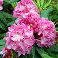 RHODODENDRON ALBERT CLOSE